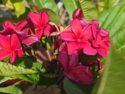 פלומריה ריחנית  "GL Red Orange" 38 – פריחה אדום כתום עזה