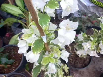 בוגונביליה גלברה מגוונת לבנה