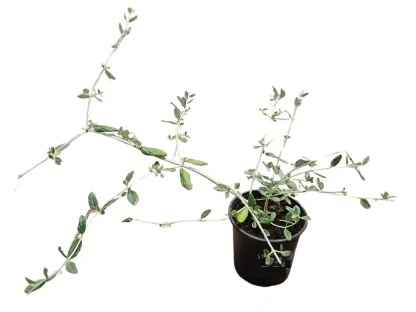 געדה שיחנית כחולה