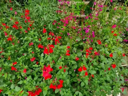 מרוה גרג פורחת באדום ובסגול