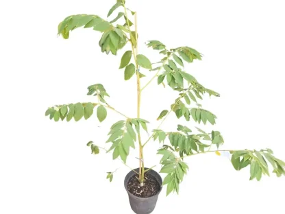 גרגר (דובדבן) פנמה