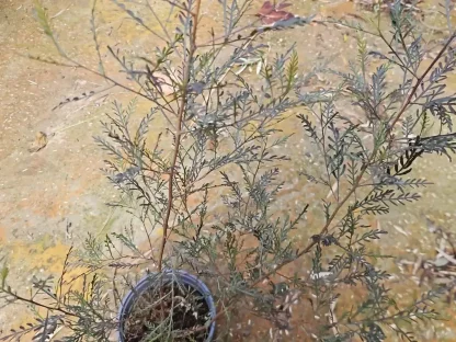 דודונאה דביקה דרור – עלווה ארגמנית חורפית לגדר חיה