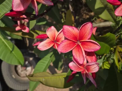 פלומריה "דוריק" 112 – פריחה כתום ורוד פסטל מפוספסת