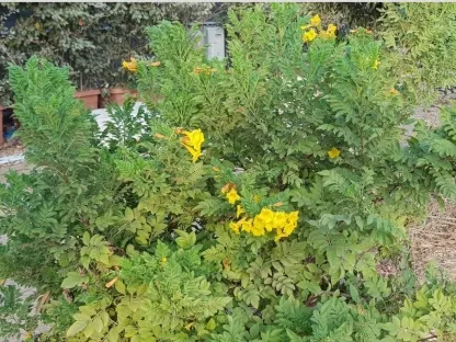 דק פרי מכונף