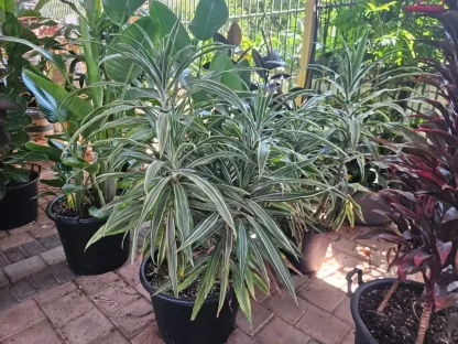 דרקונית ג'ייד ג'ול שלישייה במכל גדול