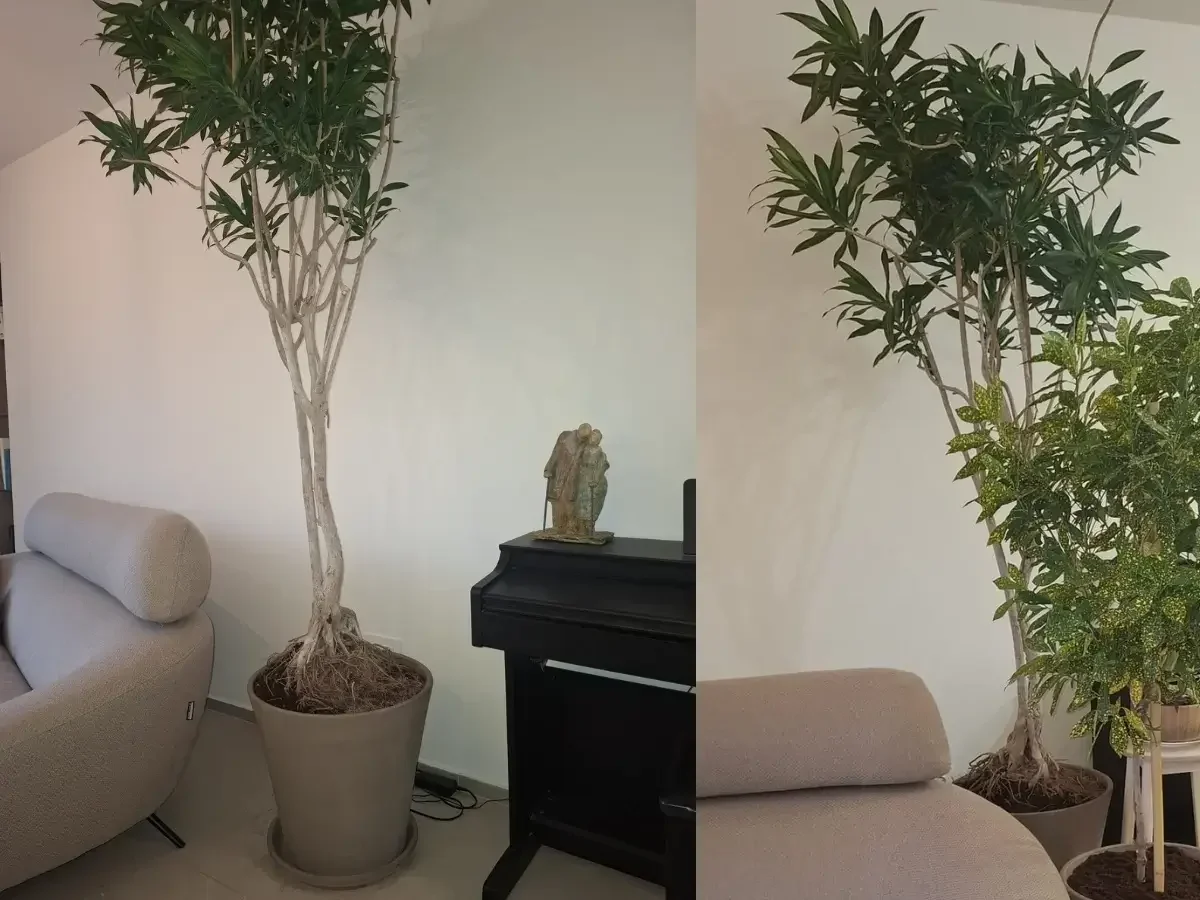 דרקונית ג׳מייקה שתולה בעציץ קוני עם תחתית תואמת