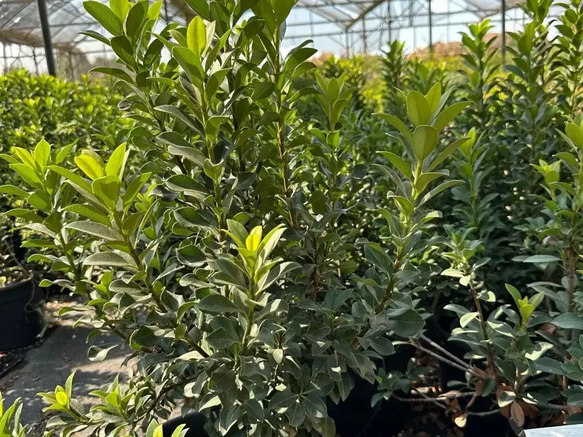 מבצע הדס מצוי בגובה מטר – 5 ב־200 ₪