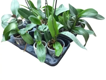 פקעת סחלב העתידה לשוב ולפרוח 'מה שייצא אני מרוצה' טוטו סוג וצבע