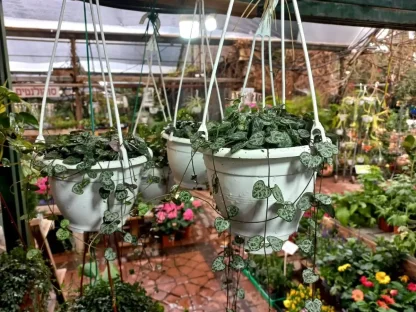 שעוונית זוחלת מגוונת בסלסלת תליה