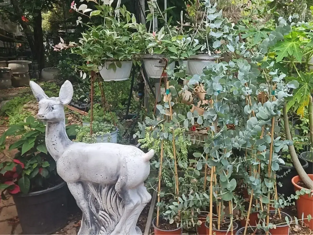 איקליפטוס מאפיר צינראה