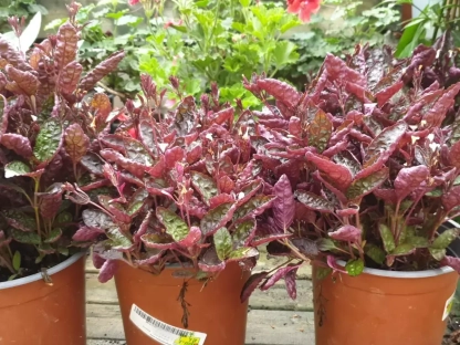 המיגרפיס 'אקזוטיקה'