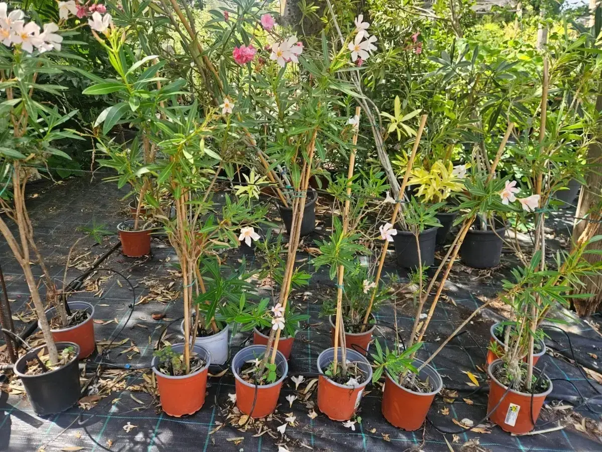 הרדוף הנחלים 'מגוון'