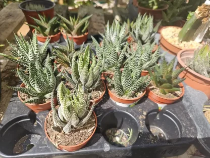 הוורתיה זנים שונים A5