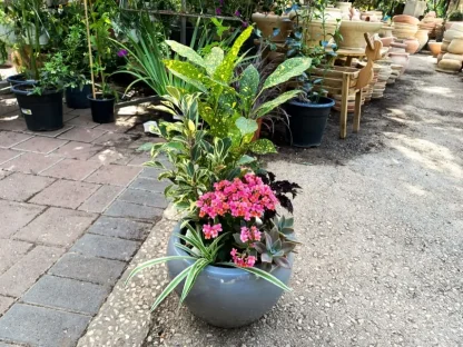 קוקטייל חגיגי בסיגון – מגוון עלווה טרופית בעציץ קרמי