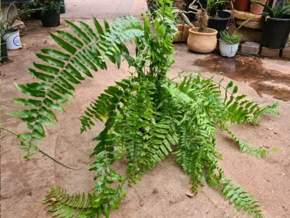 כלין קפח 'ווסטר-קינג'