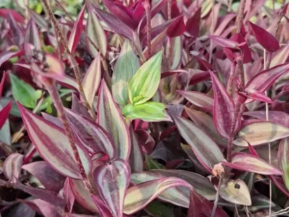 יהודי נודד משתלשל זברינה – עלווה כהה מפוספסת