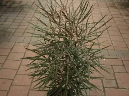 זוגיים עדינים