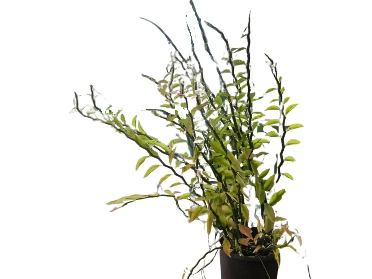 פדילאנטוס טיטימלוידס 'מגוון'