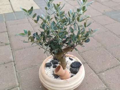 זית ארופי בונסאי בחרס חברוני