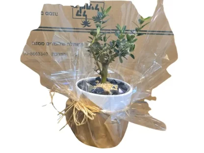 זית בחרס עטוף עם תחתית