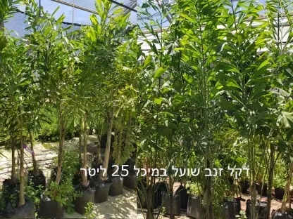 דקל זנב שועל ב25 ליטר