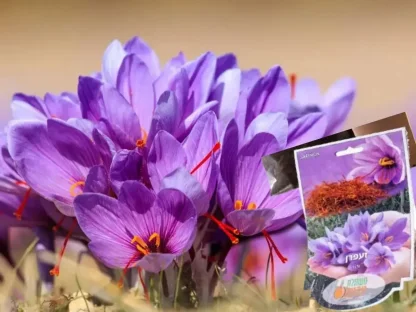 פקעות זעפרן ורוד