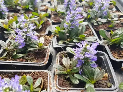 חד שפה בכוסית