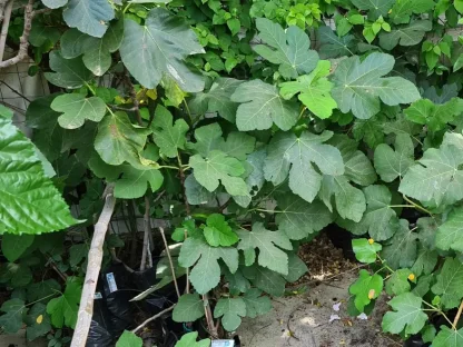 פיקוס התאנה 'חורטמאני'