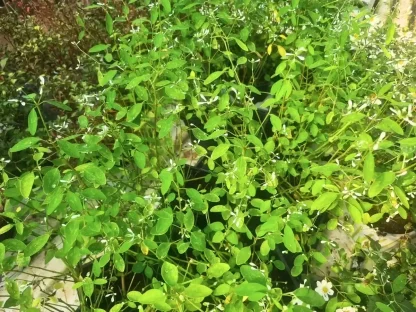 חלבלוב היערות