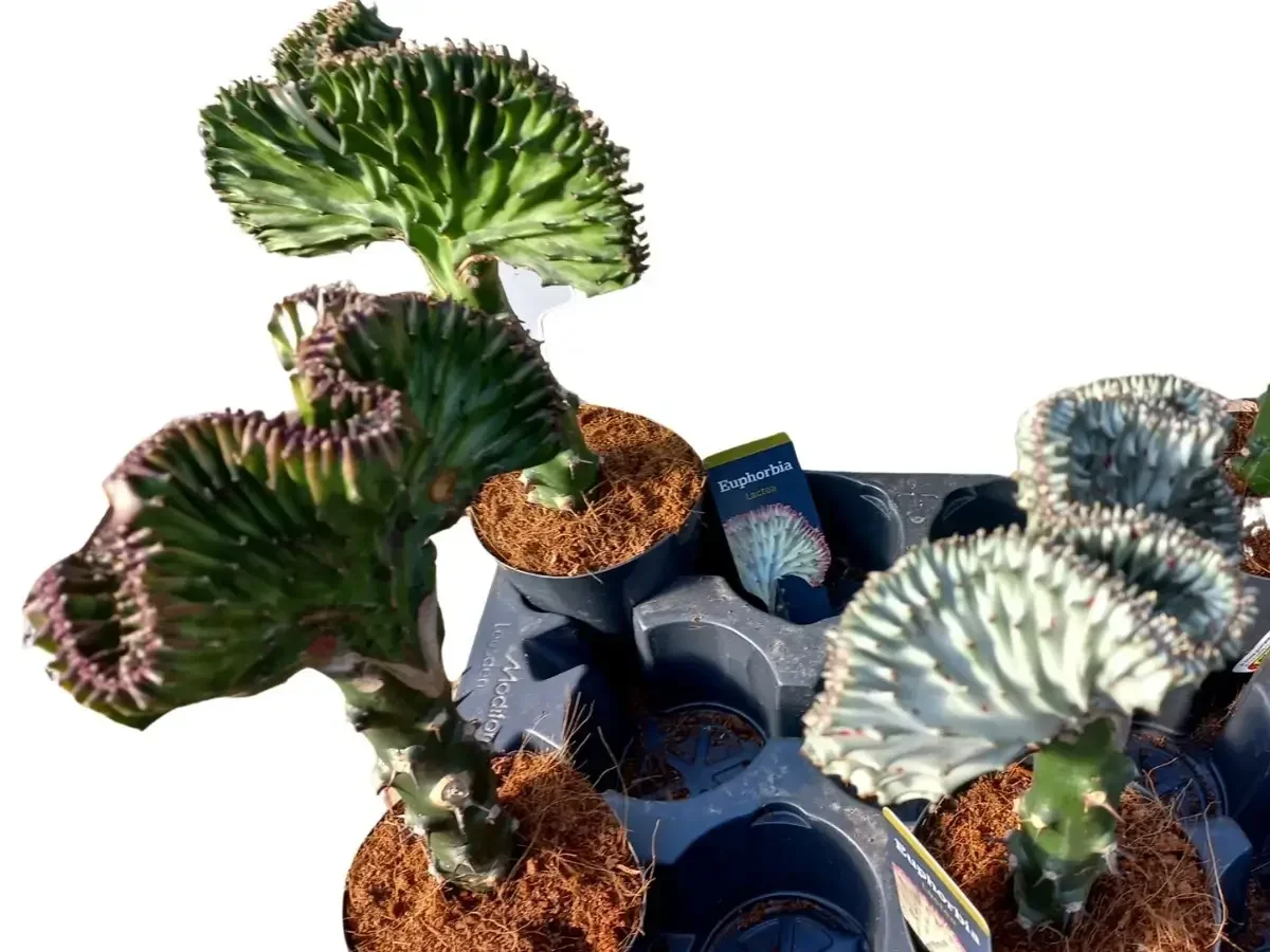 קקטוס אופרביה מורכב