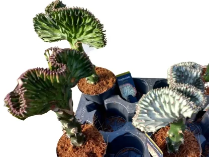 קקטוס אופרביה מורכב