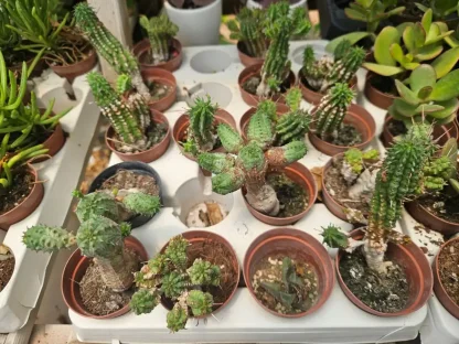 חלבלוב פרוע קוטר 5