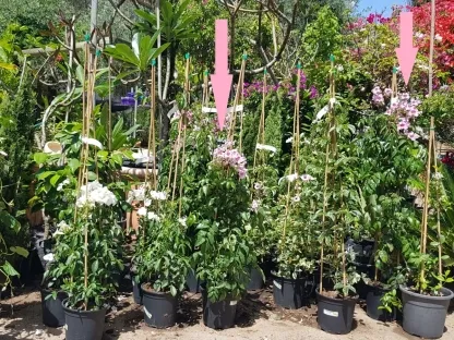 פודרונאה ורודה