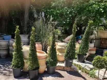 שיח סיזיגיום מעוצב כחרוט בקוטר 30 ס"מ, גובה 110 ס"מ