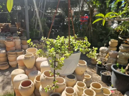 פרטולקריה זוחלת בקערת תליה