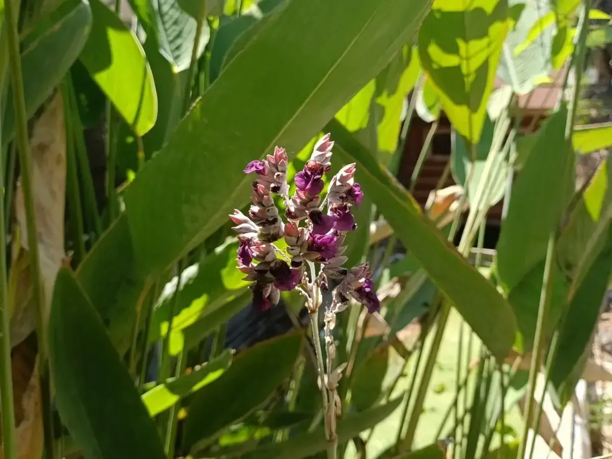 טליה Thalia dealbata – צמח מים פורח לבריכת נוי