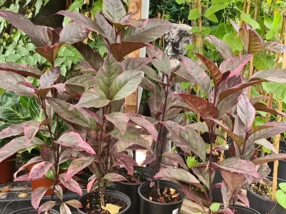 בת אביב ארגמנית `טריקולור`