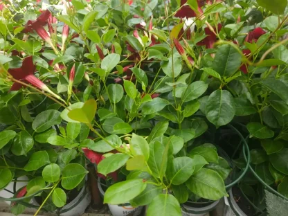 דיפלודניה פריחה בורדו-יין