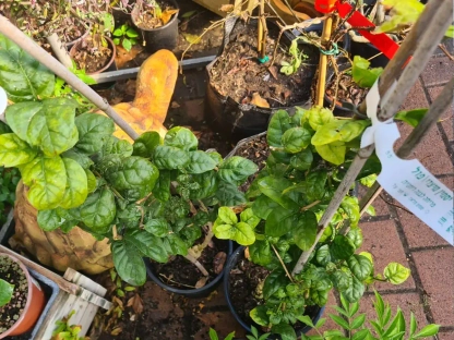 יסמין ערבי מלא