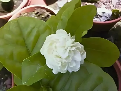 יסמין ערבי מלא