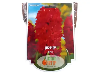 פקעות יקינטון אדום