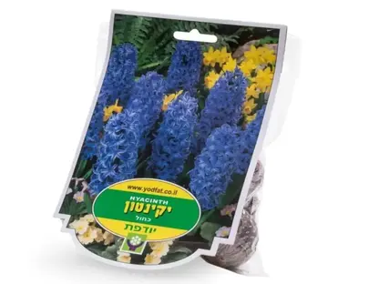 פקעות יקינטון כחול