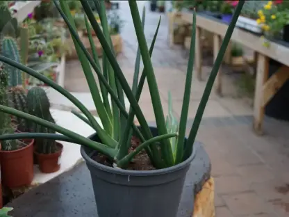 כידונן גלילני