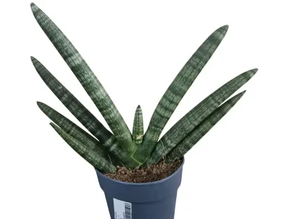 כידונן גלילני בצימוח מניפתי בעציץ גידול