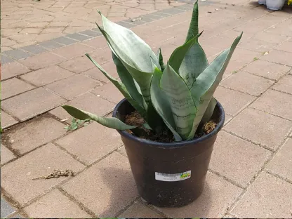 כידונן משלשת פסים משפכי אפור נמוך