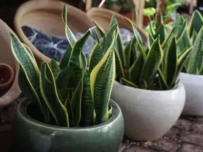 כידונן משלשת פסים צהב שוליים סנסיוריה שתול בעציץ סייגון גדול