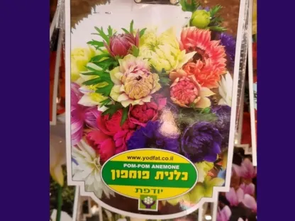 פקעות כלנית פומפון בשלל צבעים