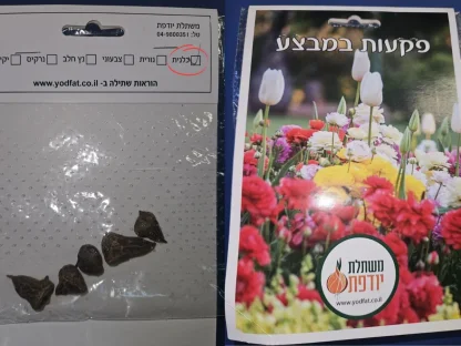 פקעות כלנית במבצע