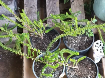 מיריקה לבובה