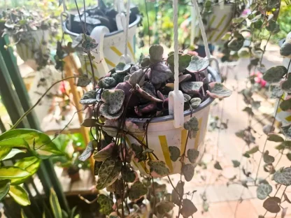 שעוונית זוחלת מגוונת בסלסלת תליה